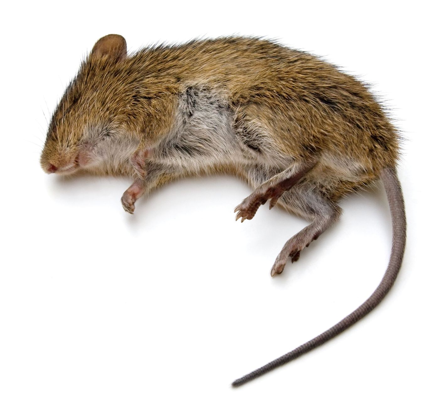 lutte contre les souris et les rats
